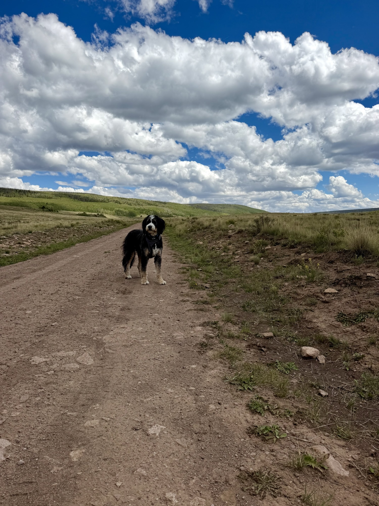 Timber taking a walk inside Rio Grand National Forest