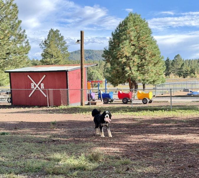 dog park, KOA,