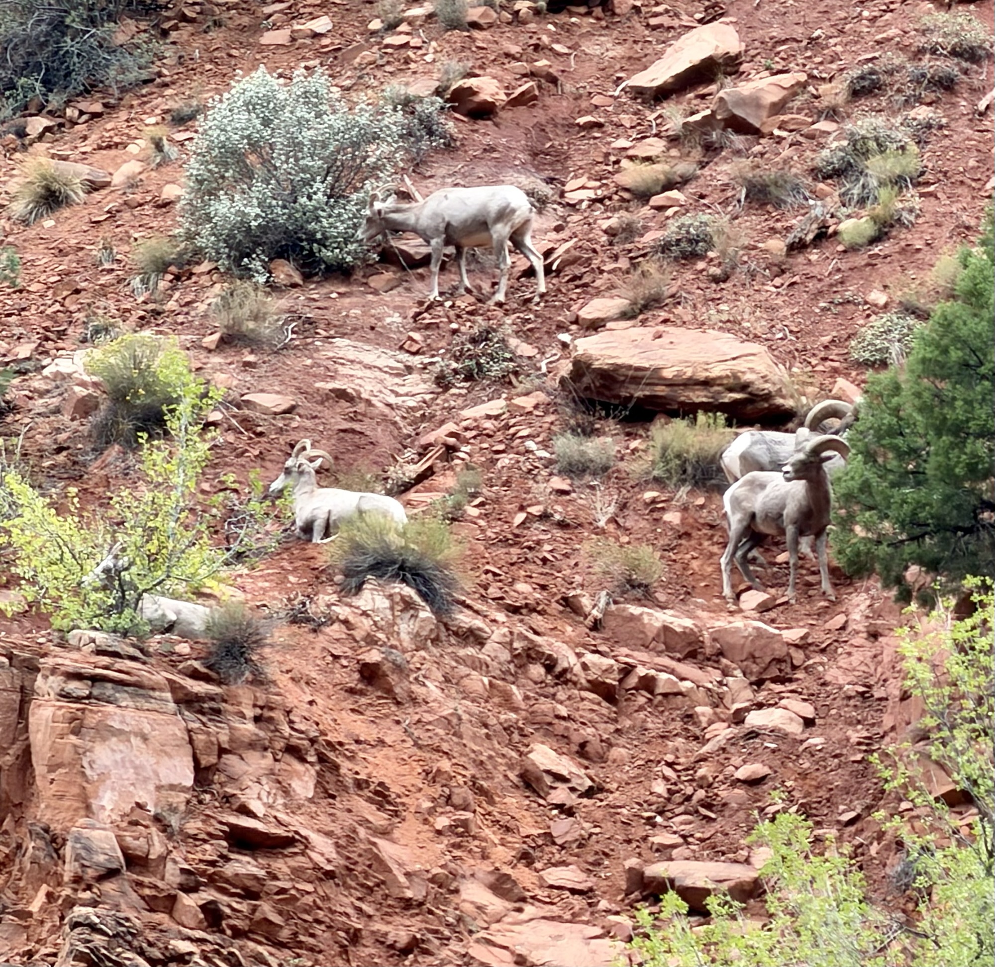 Bighorn Sheep in Zion&nbsp;NP