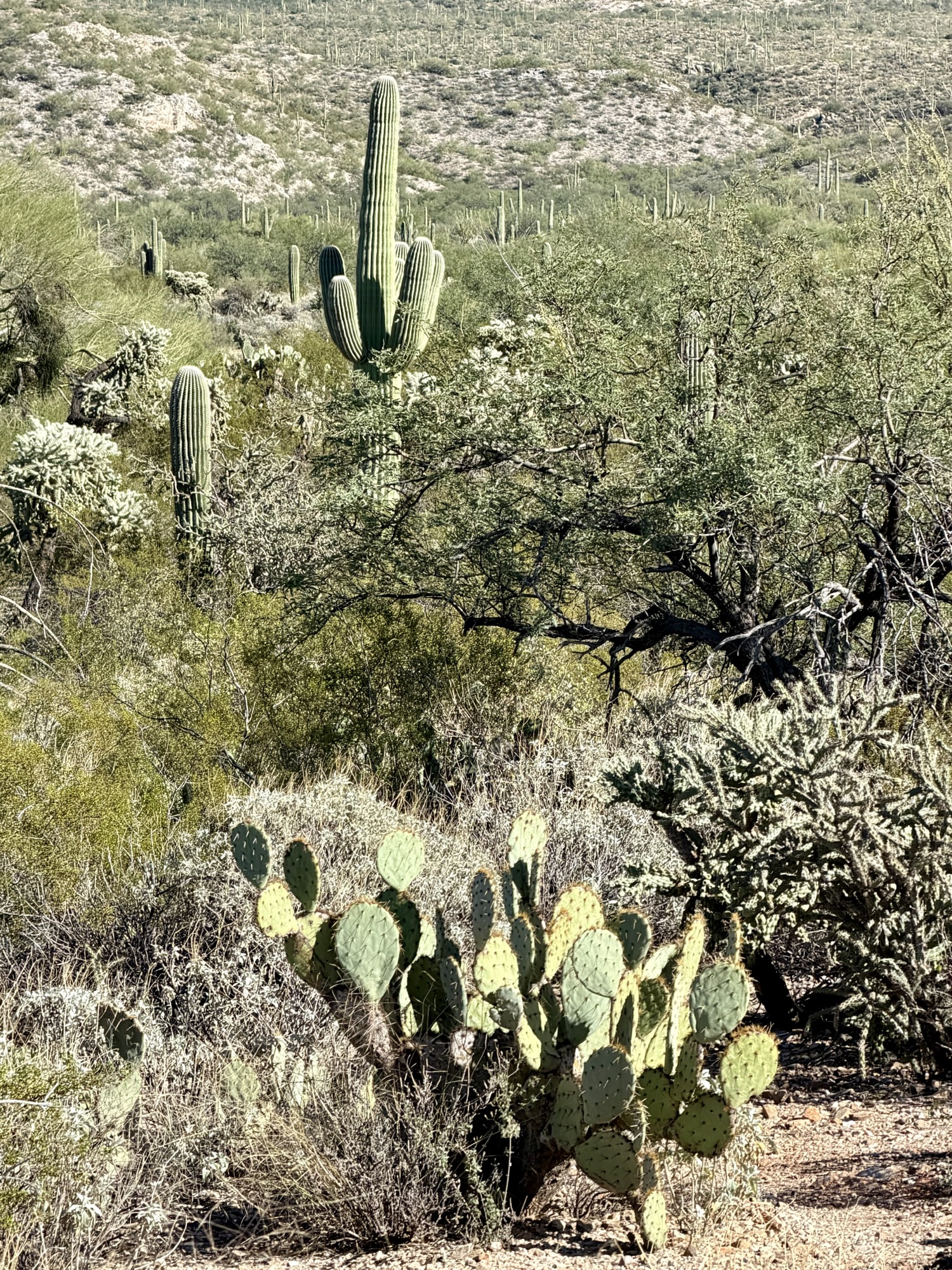 Saguaro National Park