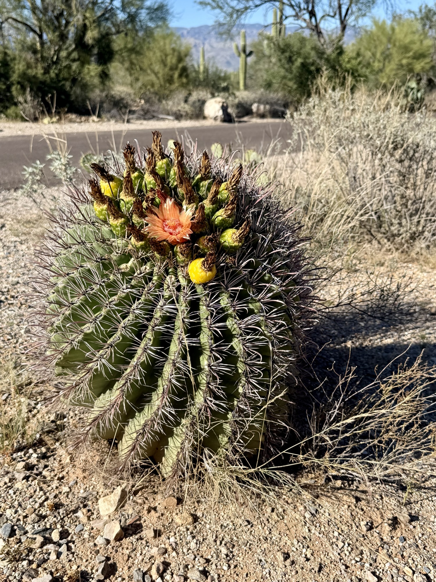Candy Barrel Cactus in Saguaro NP