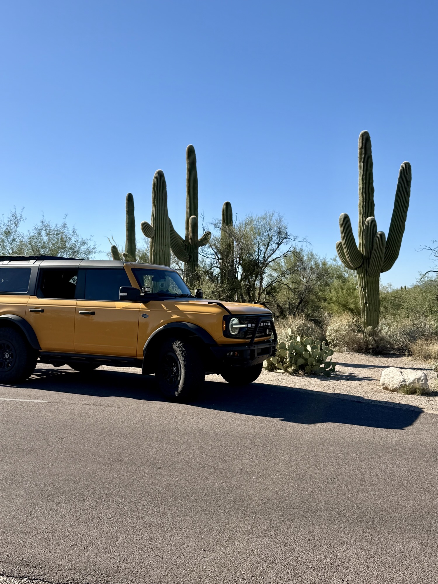 Cheeto and the Saguaros