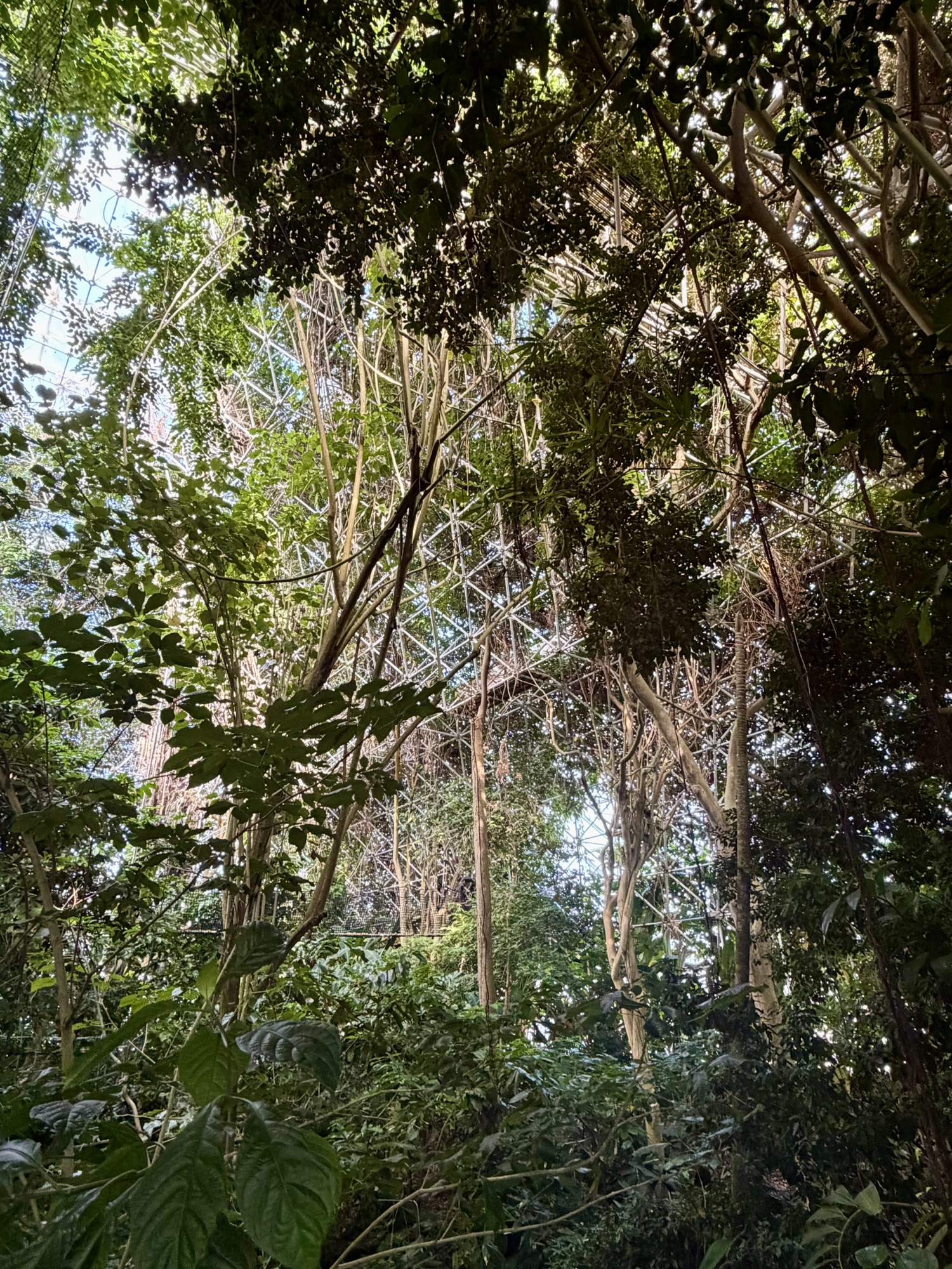 Inside the rain forest section of the BioSphere